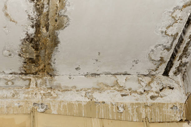 Why You Should Choose Our Mold Remediation Services in Three Forks, MT